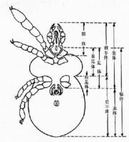 蟎體段分劃示意圖