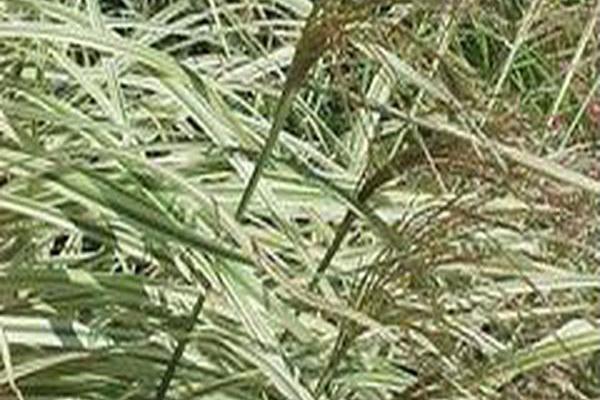 Miscanthus sinensis \x27Rigoletto\x27