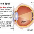 盲點(生理學名詞)
