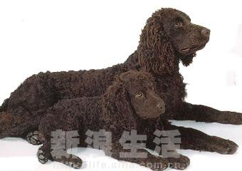 美洲長毛垂耳水禽獵犬