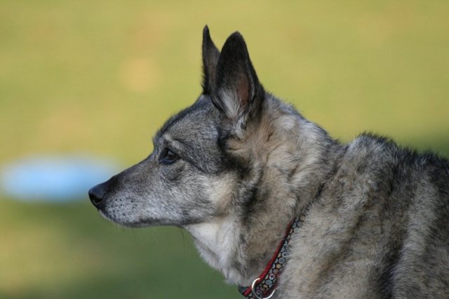 黑色挪威獵麋犬