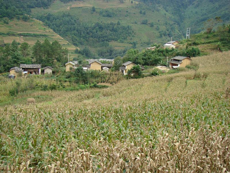 羊火塘村(雲南省施甸縣酒房鄉酒房村委會下轄村)