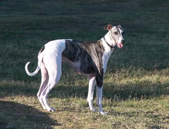 格力犬(義大利靈緹)