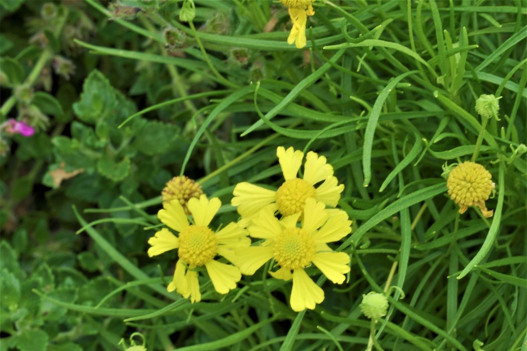 瑪格麗特菊