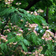 合歡(芙蓉樹)