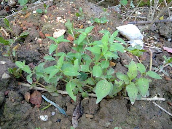 雞屎草(雞尿草)