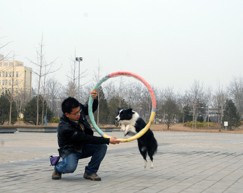 李琛愛犬spring的kika訓練——跳圈