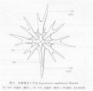 雙匿接合十字蟲