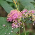 杜虹花(馬鞭草科紫珠屬植物)