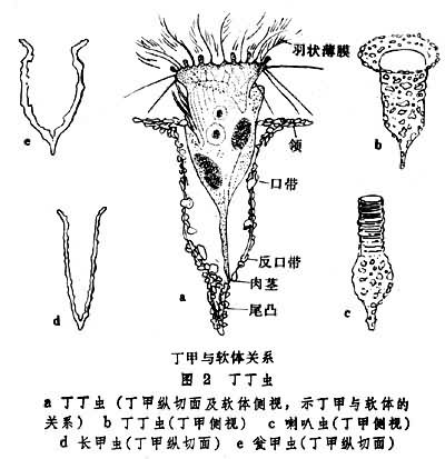 丁丁蟲圖示