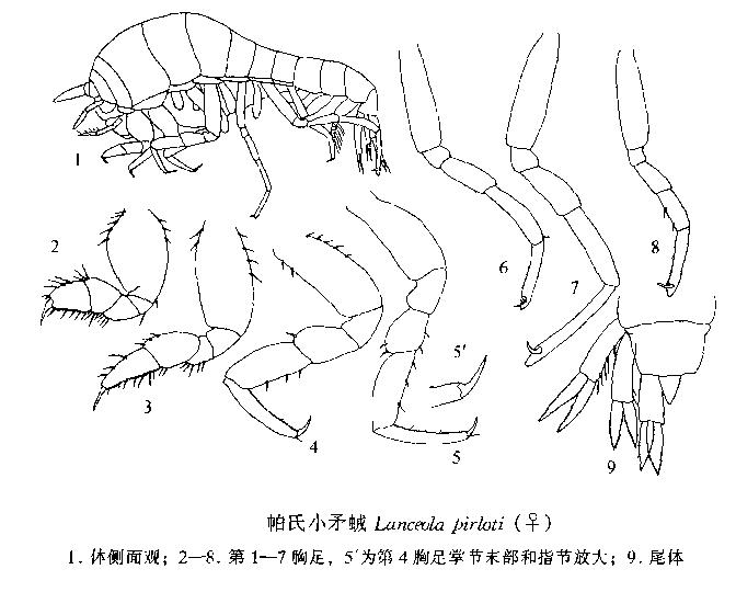 帕氏小矛戎