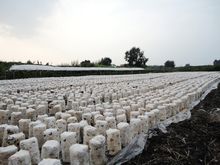 保全村食用菌生產基地