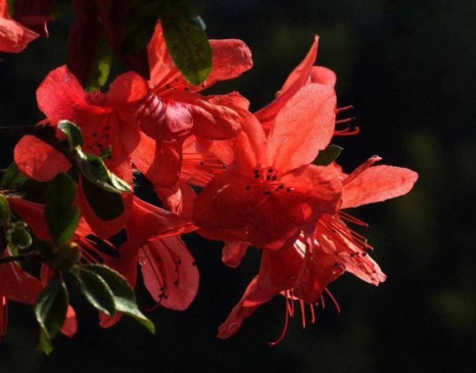 夏紅杜鵑