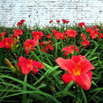 紅寶石(薔薇屬自然變異品種)