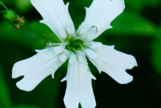 芒康蠅子草