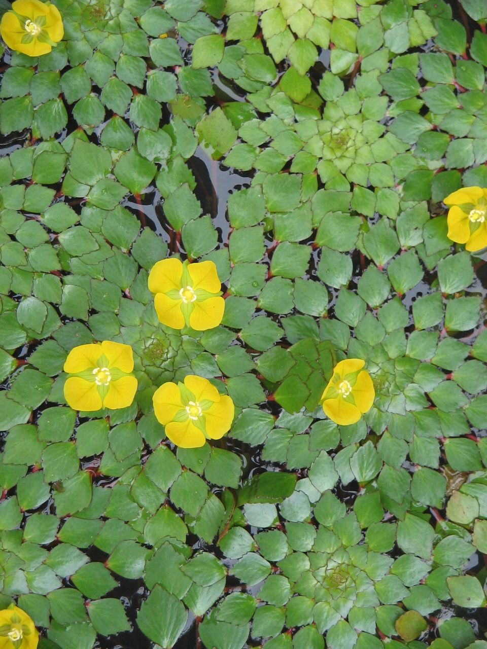 菱葉丁香蓼