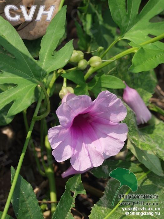 藤商陸(植物)