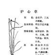 護心草(護心草)