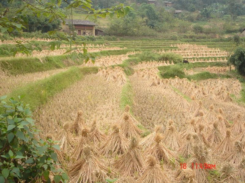 蘭靛灣自然村水稻種植