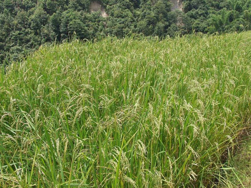 張貢村水稻種植業