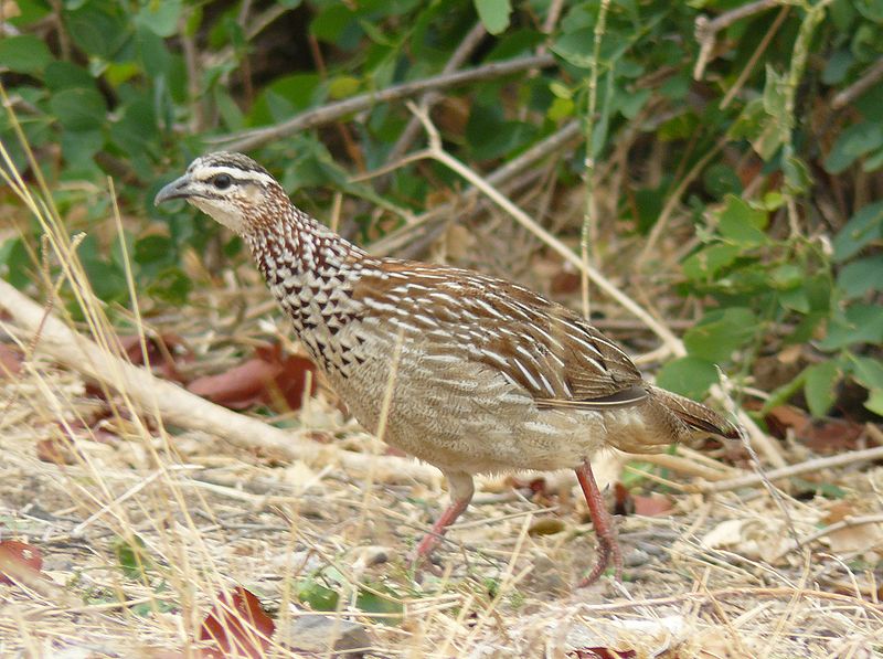 鳳頭鷓鴣