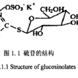 硫代葡萄糖苷