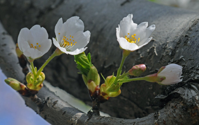 老莖生花