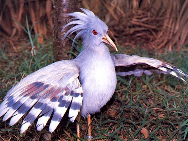 鳥類羽冠