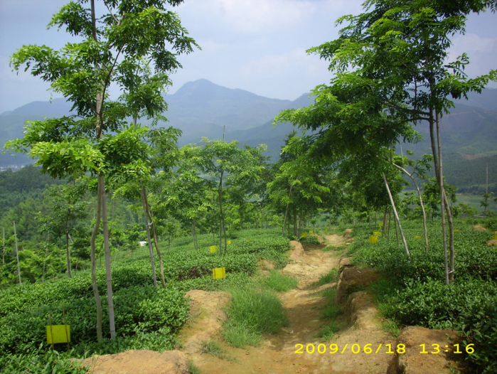 茶園用降香黃檀和粘蟲板控制蟲害