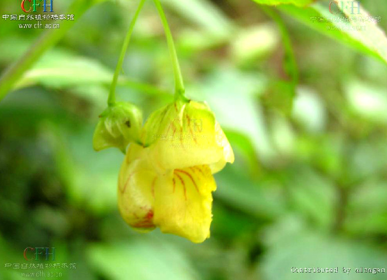 黃麻葉鳳仙花