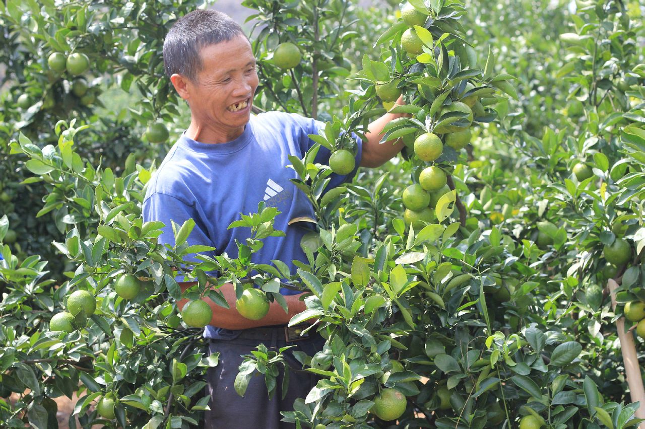 山瑤脆柑