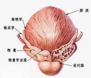 附屬腺體異常性不育症