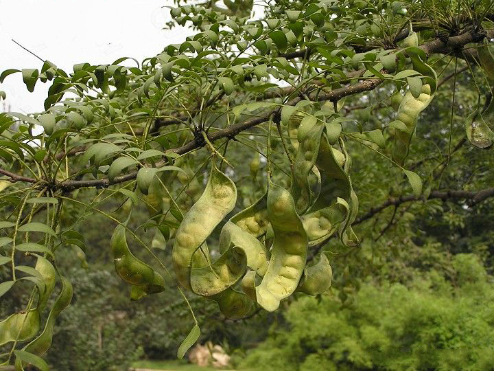 山皂莢（Gleditsia japonica Miq.）