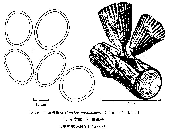 雲南黑蛋巢