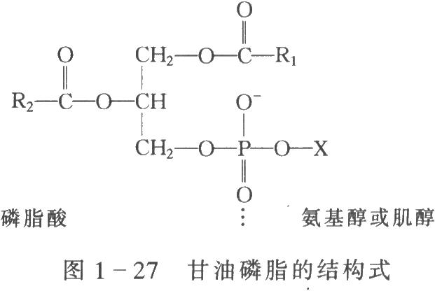 甘油磷脂