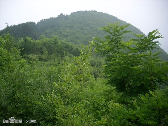 酸棗樹林，荊棘叢生。