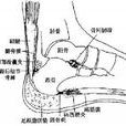 腳底筋膜炎