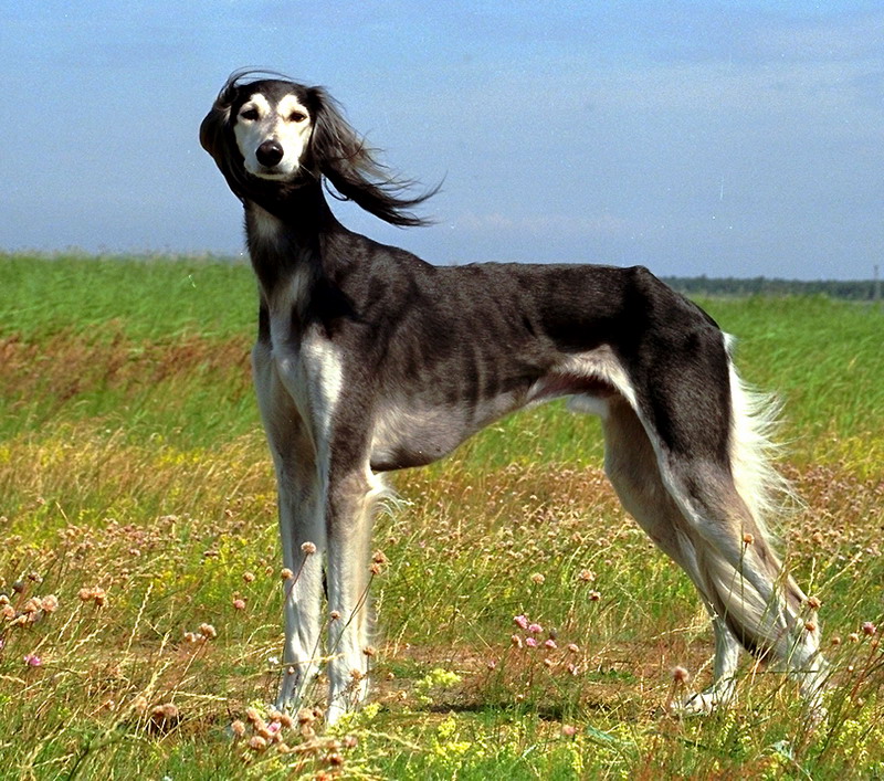 薩路基獵犬