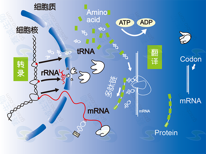 基因表達調控(即從DNA到蛋白質的過程調節)