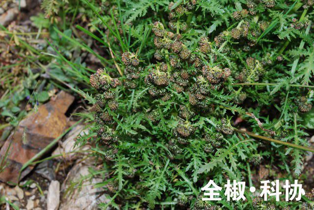 總狀綠絨蒿（原變種）