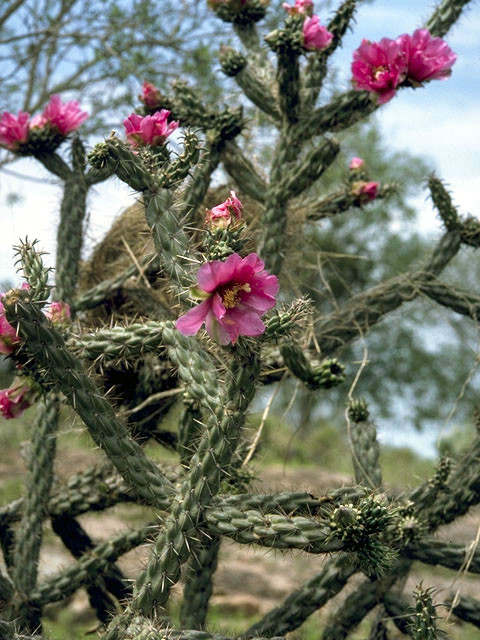 Cylindropuntia imbricata