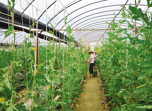 村民在蔬菜溫室大棚里勞作