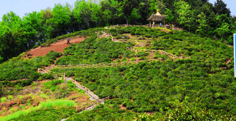 闖王寨泉茗生態觀光園