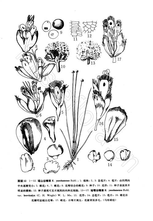 瑤山谷精草（原變種）