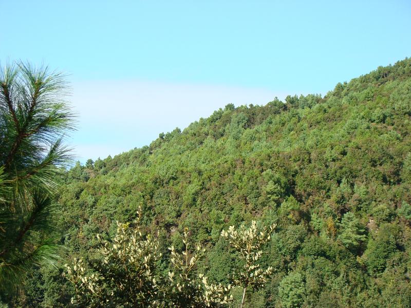 灣麥地村-山林資源