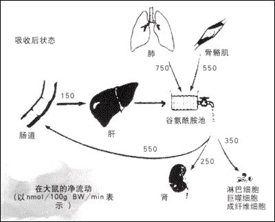 多聚谷氨醯胺疾病