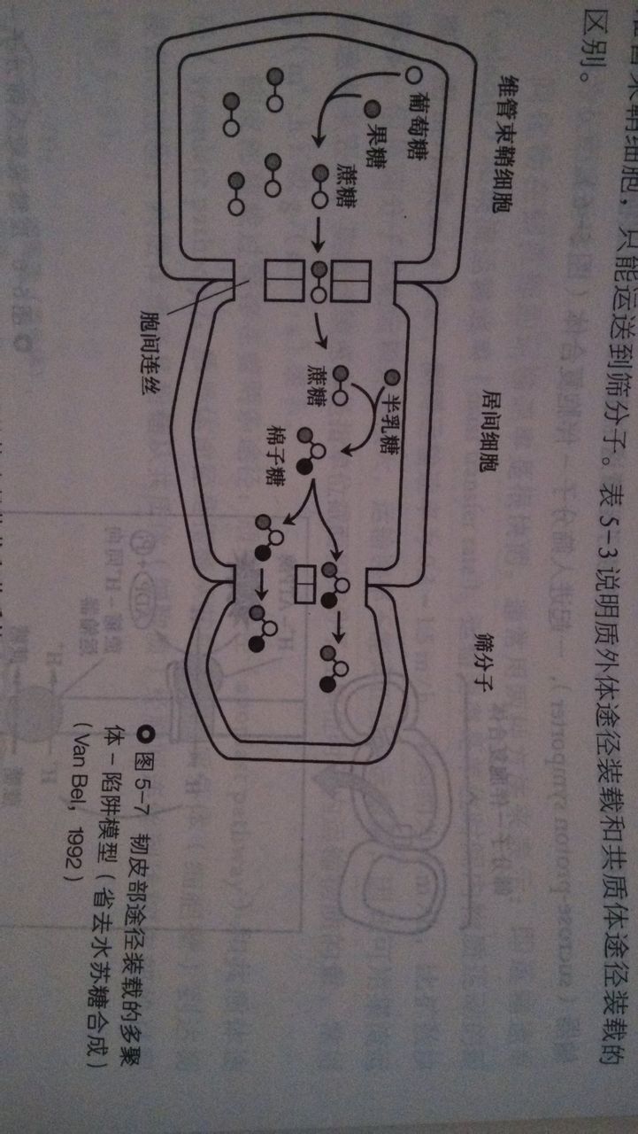 多聚體—陷阱模型