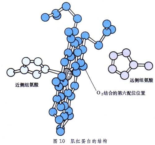 蛋白質晶體化學