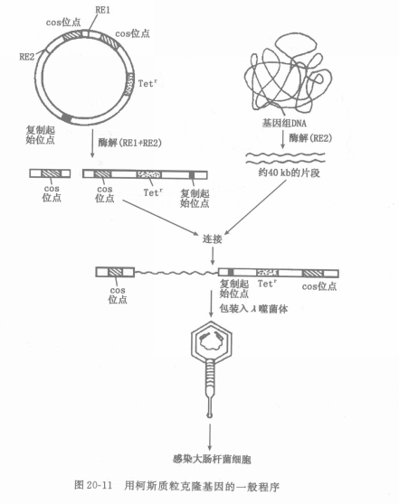 單克隆位點