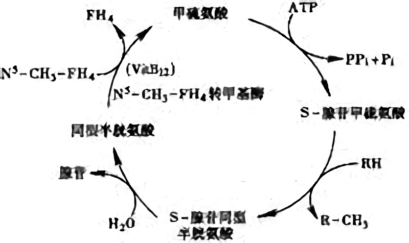 甲硫氨酸循環